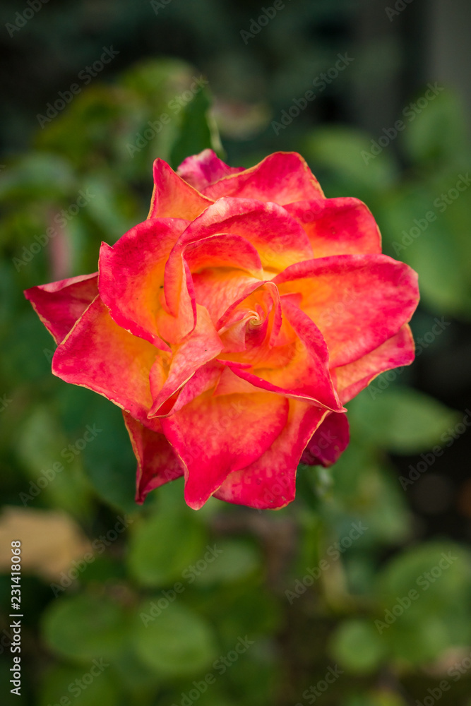 single red rose with blurry green leaves background single red rose with blurry green leaves background