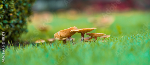 couple brown mushrooms on green grass field after rain