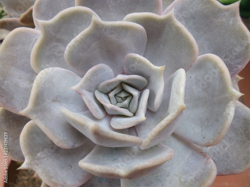 Echeveria Lola in the garden. Closeup.