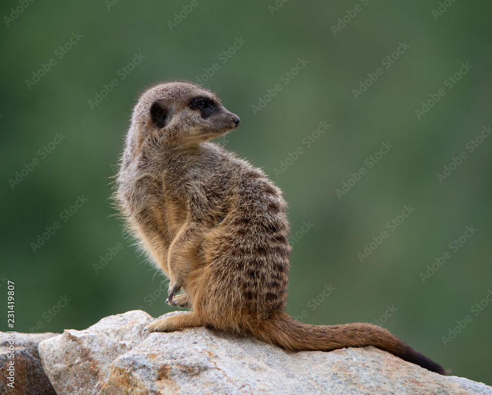Fototapeta premium side face portrait of a meerkat on a soft green background