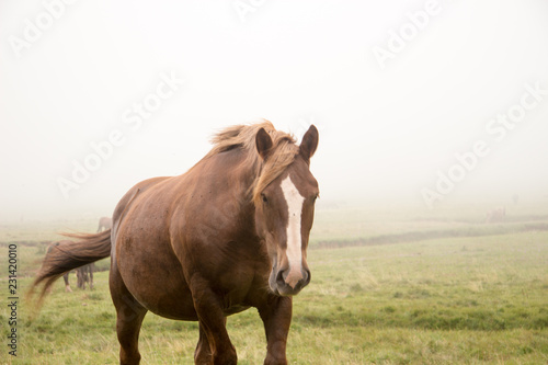wild horses in the field © Javier