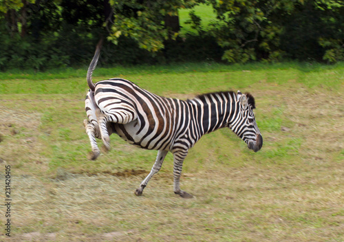 cheerful zebra -Equus burchell s- jumps on the grass in nature