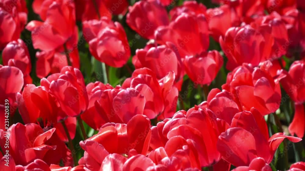 Close-up View of Colorful Tulips Swaying on Wind