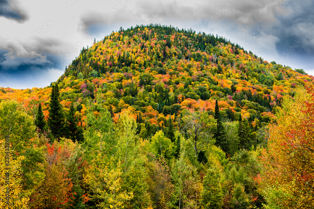 Fall scene in the Quebec cottage country with golden leaves and fall colors.
