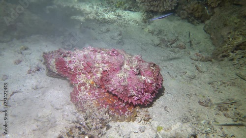 Echter Steinfisch (Synanceia verrucosa) bei der nächtlichen Jagd nach Fischen, Hurghada, Ägypten photo