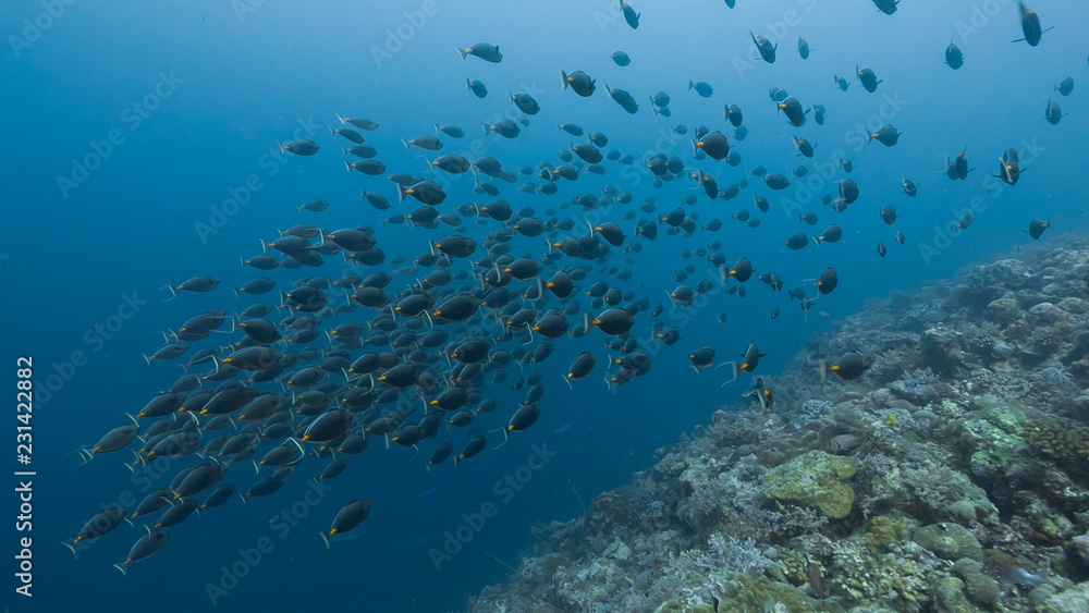 Spawning aggregation of Orange-spine Surgeonfish Spawning aggregation of Orange-spine Surgeonfish
