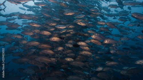 Large school of fish swim over deep coral reef