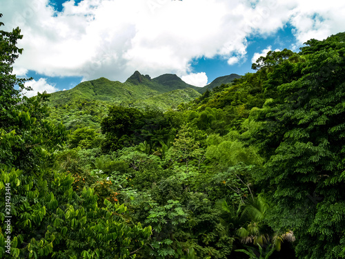 El Yunque National Forest, Puerto Rico photo