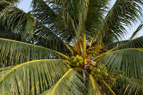 Coco palm tree with coconuts. Green palm fruit photo. Coconut on tree. Tropical garden landscape.