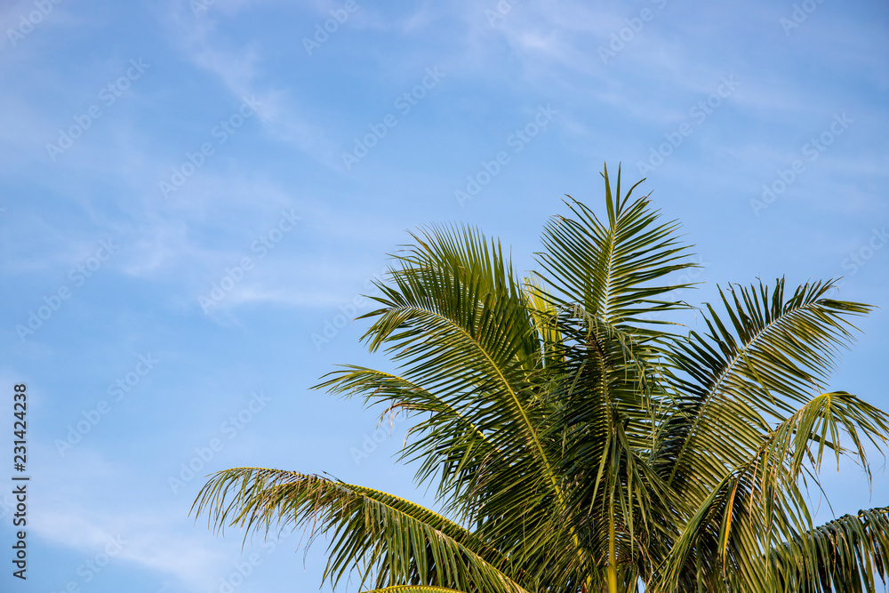 Fluffy coco palm on blue sky background. Green palm tropical landscape photo. Exotic place for vacation.