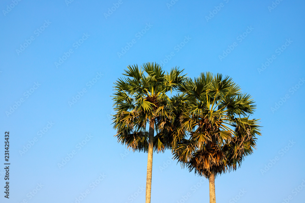 Fototapeta premium Round palm tree on blue sky. Green palm silhouette photo. Fluffy palm landscape. Exotic island summer vacation.