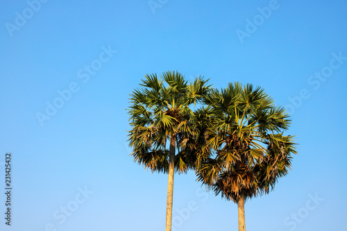 Round palm tree on blue sky. Green palm silhouette photo. Fluffy palm landscape. Exotic island summer vacation.