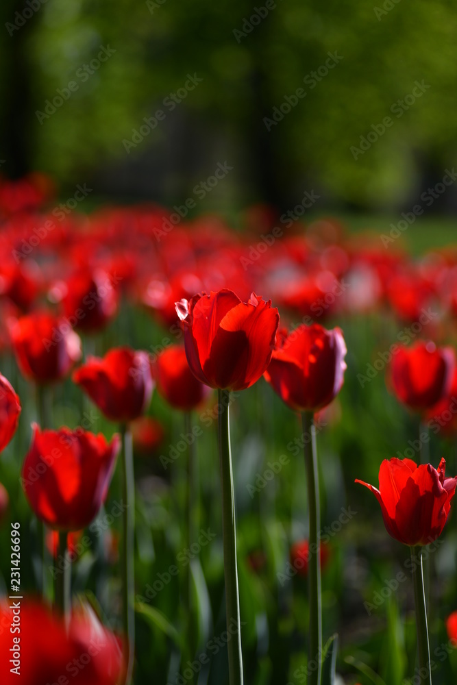 Fototapeta premium piękne kwiaty