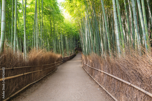 Japan travel destination landmark, Arashiyama Bamboo Forest in Kyoto