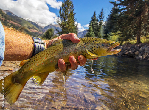Foto Beautiful Brown trout caught and released fly fishing in Colorado near Telluride