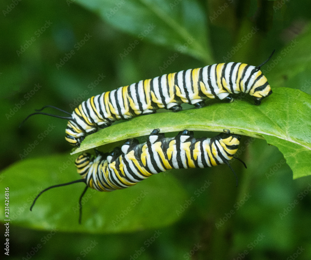 Two yellow, white, and black monarch butterfly caterpillars are eating while facing each other on opposite sides of a green leaf.