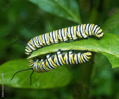 Two yellow, white, and black monarch butterfly caterpillars are eating while facing each other on opposite sides of a green leaf. © Dossy