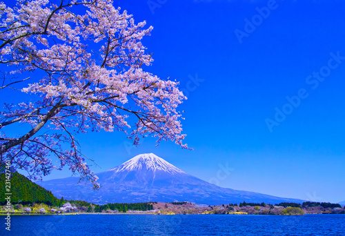 田貫湖から見る満開の桜と富士山