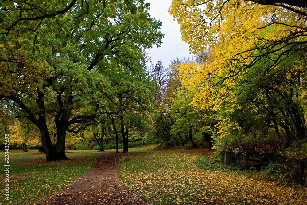 Fototapeta premium autumn day in a deserted Park