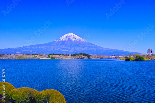 田貫湖から見る満開の桜と富士山