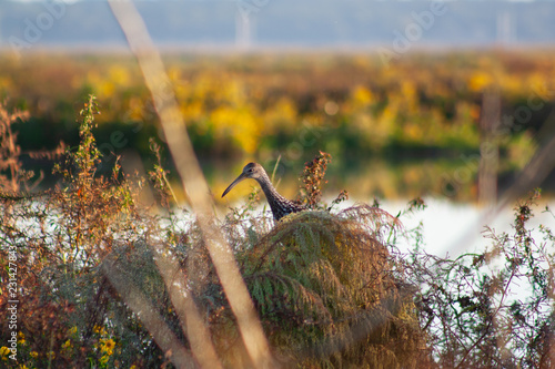 Limpkin