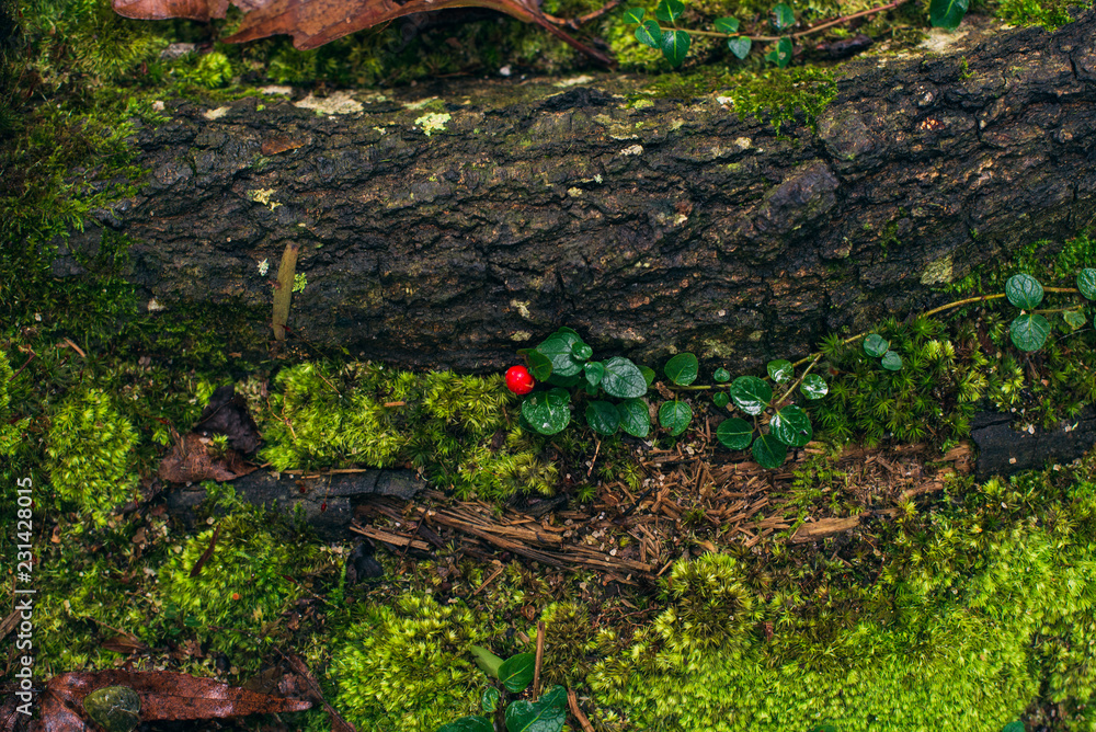 Tiny red winter berry beside moss on a forest floor Tiny red winter berry beside moss on a forest floor
