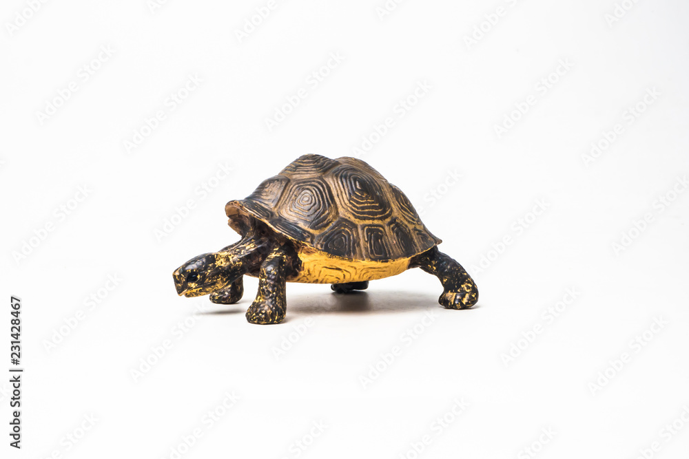 Obraz premium turtle on white background