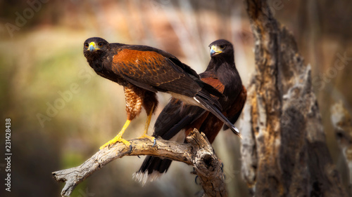 Photography Two harris hawks perched on branch up close parabuteo unicinctus
