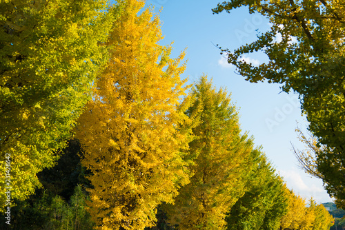 ginkgo yellow leaves in autumn