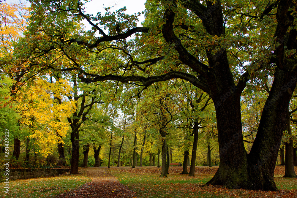 Naklejka premium autumn day in a deserted Park