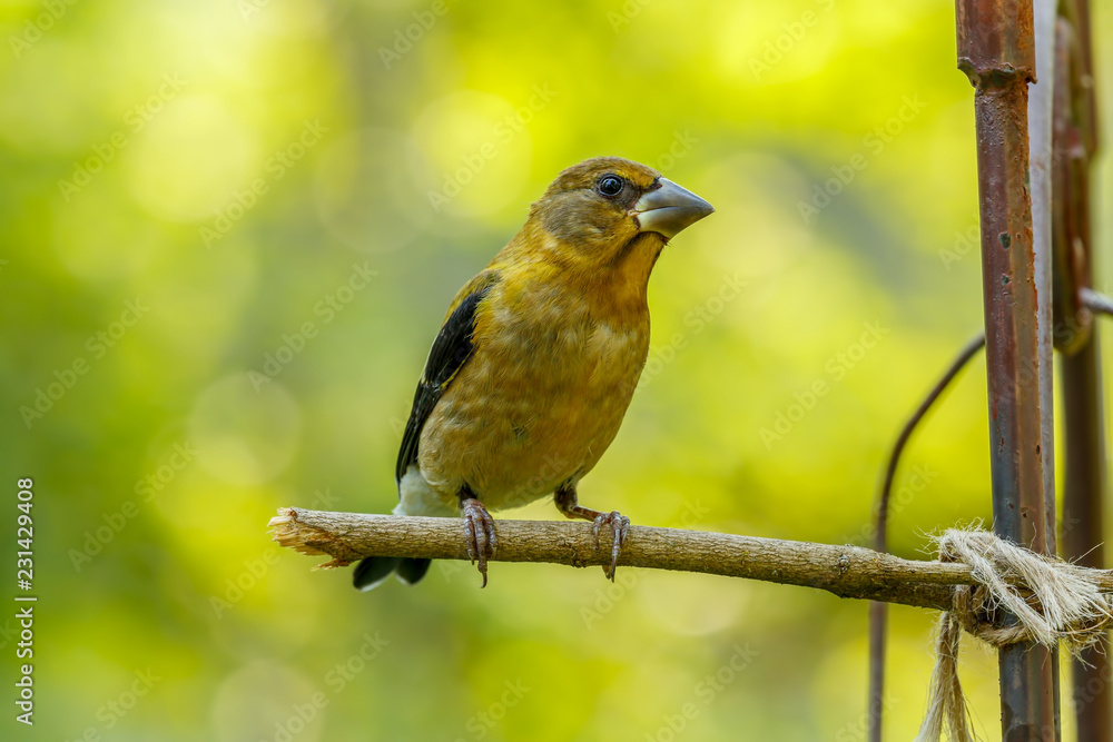 Grosbeak perched on a twig with colorful background