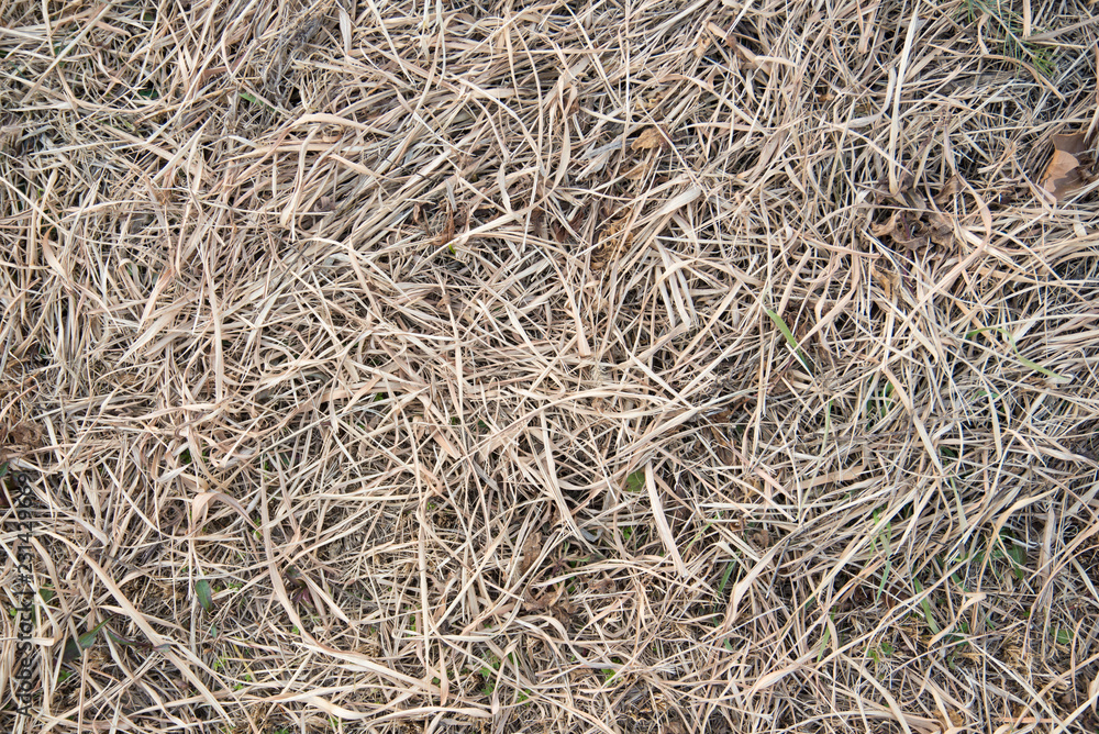 dried grass in winter