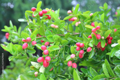 Carunda or Karonda fruit used to herb and medicine. High vitamin C and antioxidant.