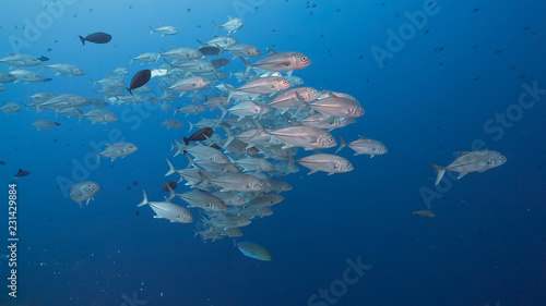school of silver fish and sharks
