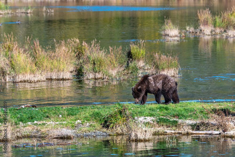 Young sub-adult Alaskan brown bear standing on a grassy spit of land in the Brooks River, Katmai National Park, Alaska, USA
Young sub-adult Alaskan brown bear standing on a grassy spit of land in the Brooks River, Katmai National Park, Alaska, USA