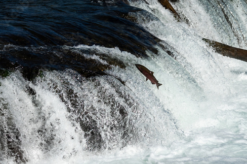 Salmon jumping up Brooks Falls, with river and white water in the background, Katmai National Park, Alaska, USA 