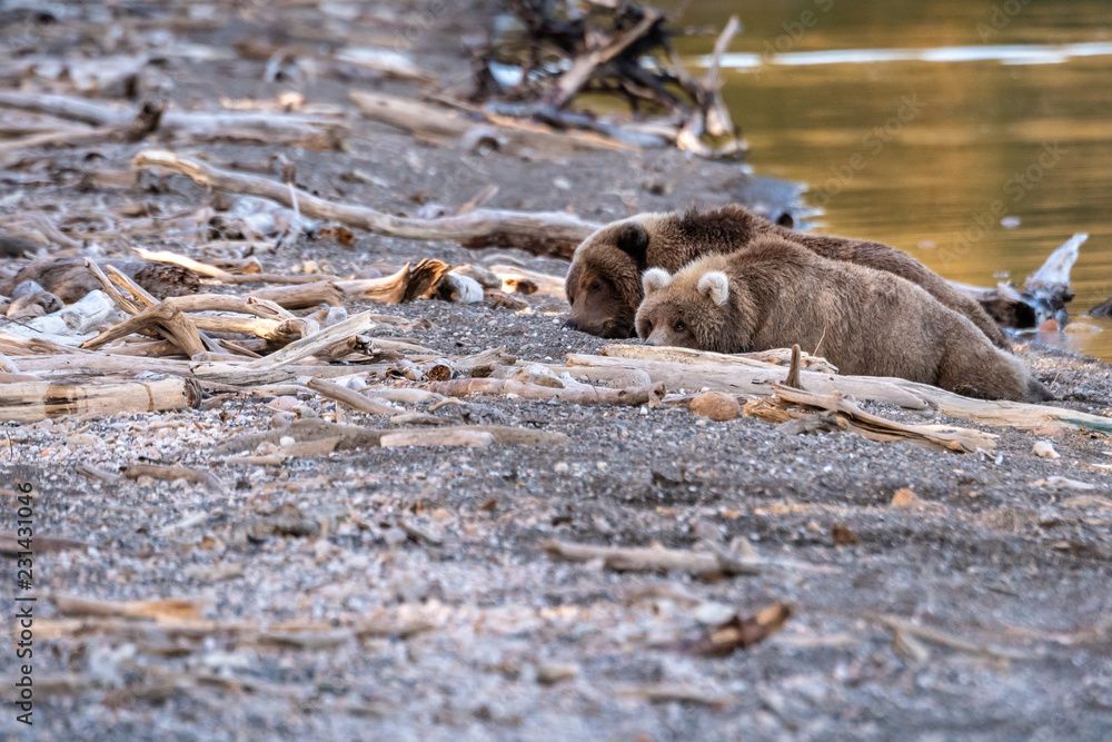 Fototapeta premium Two young sub-adult Alaskan brown bears on the Naknek Lake beach napping, Katmai National Park, Alaska, USA 