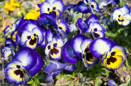flower bed of pansies flower bloom