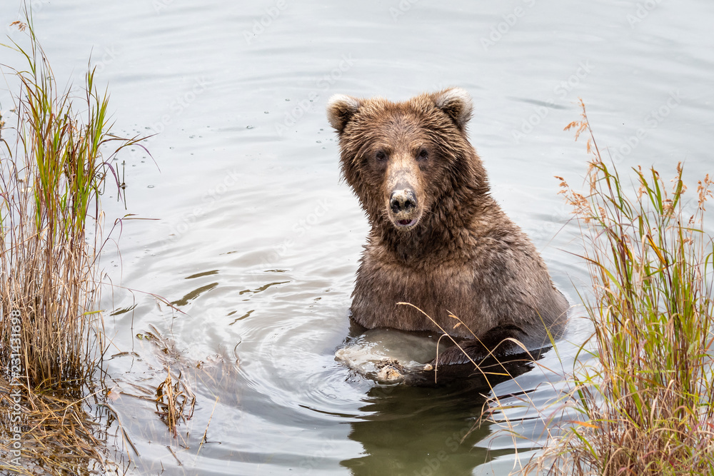 Adult female Alaskan brown bear standing in Brooks River eating clay with a funny look on face, Katmai National Park, Alaska, USA
Adult female Alaskan brown bear standing in Brooks River eating clay with a funny look on face, Katmai National Park, Alaska, USA