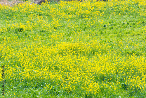 grassland rape are in bloom