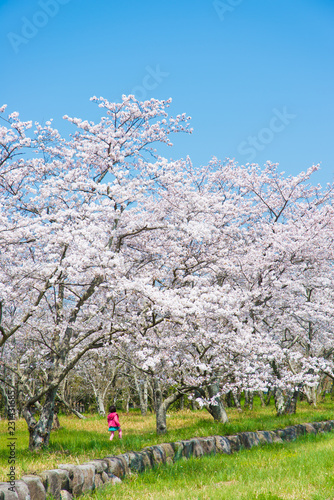 cherry blossoms