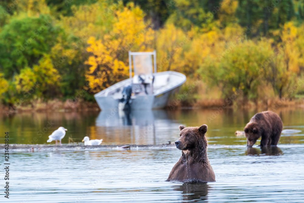 Obraz premium Large adult female Alaskan brown bear standing in Brooks River with cute cub, small boat and fall foliage in background, Katmai National Park, Alaska, USA 