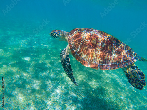 Sea turtle swims in blue sea. Sea turtle in tropical seashore, underwater photo of marine wildlife.