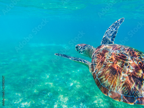 Sea turtle closeup in blue sea. Sea turtle in tropical seashore, underwater photo of marine wildlife.