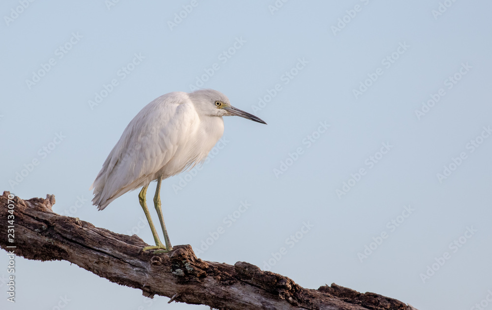 Juvenile Little Blue Heron on Branch Juvenile Little Blue Heron on Branch