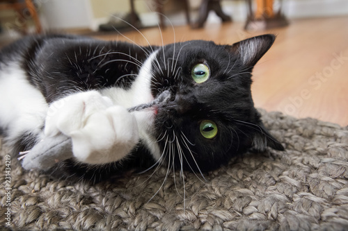 Black and white tuxedo cat playing with a catnip mouse