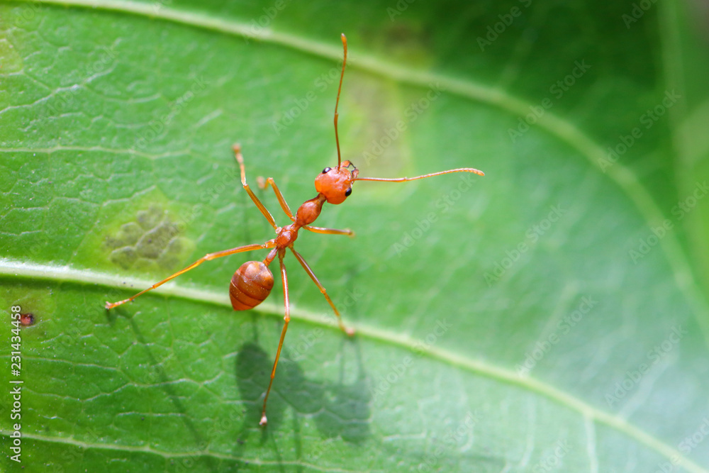 Red ant (Oecophylla smaragdina),Action of ant on a green leaves. Red ant (Oecophylla smaragdina),Action of ant on a green leaves.