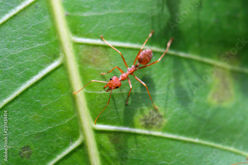 Red ant (Oecophylla smaragdina),Action of ant on a green leaves.