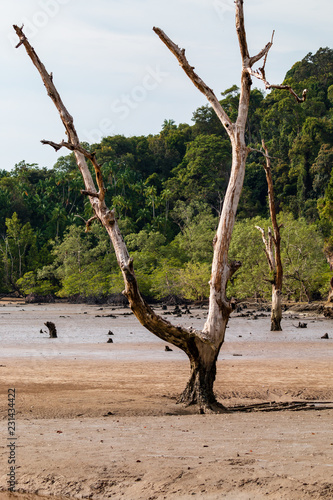 Large Mangrove Forest area at low tide in a remote part of Borneos Sarawak state