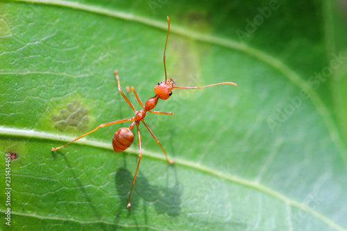 Red ant (Oecophylla smaragdina),Action of ant on a green leaves. © Passakorn